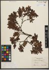 Foto von Salix waldsteiniana Willd.